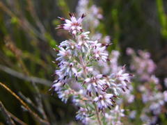 Erica eriocephala
