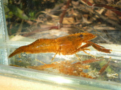 Macrobrachium venustum