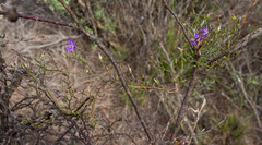 Thysanotus patersonii