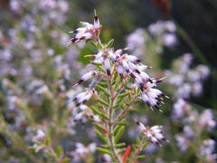 Erica eriocephala