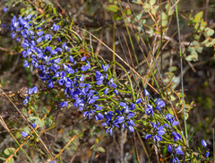 Comesperma ciliatum
