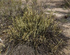 Psammomoya choretroides