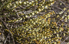 Psammomoya choretroides