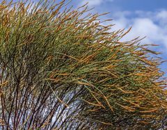 Allocasuarina acutivalvis