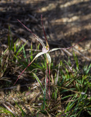 Caladenia paradoxa