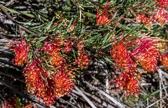 Grevillea beardiana