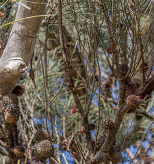 Allocasuarina acutivalvis