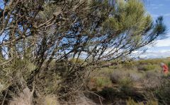 Allocasuarina acutivalvis