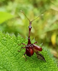 Paratrachelophorus