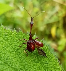 Paratrachelophorus