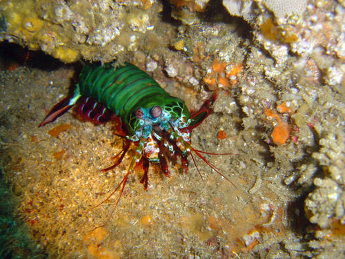 Peacock Mantis Shrimp (Odontodactylus scyllarus)