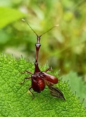 Paratrachelophorus