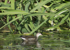 Gallinula chloropus