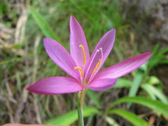 Hesperantha huttonii
