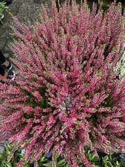 Calluna