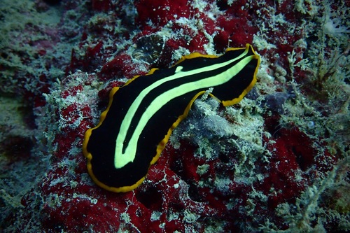 Pseudoceros dimidiatus Graff, 1893