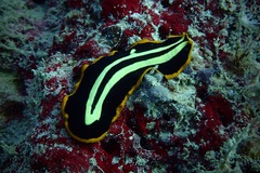 Pseudoceros dimidiatus