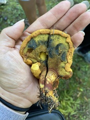 Buchwaldoboletus lignicola