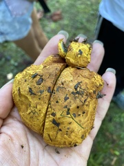 Buchwaldoboletus lignicola