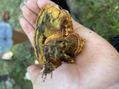 Buchwaldoboletus lignicola