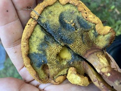 Buchwaldoboletus lignicola