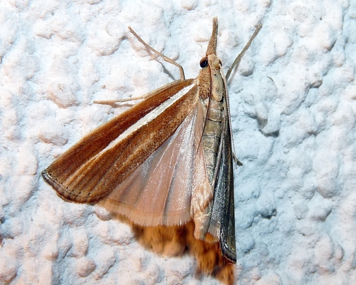 Pale-streak Grass-veneer