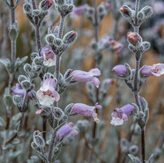 Dasymalla terminalis