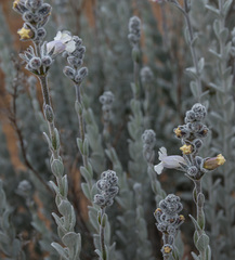 Dasymalla terminalis