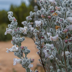 Dasymalla terminalis