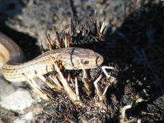 Psammophis crucifer