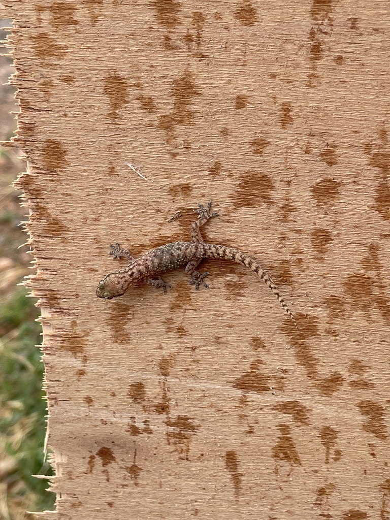 Speedy Leaf-Toed Gecko