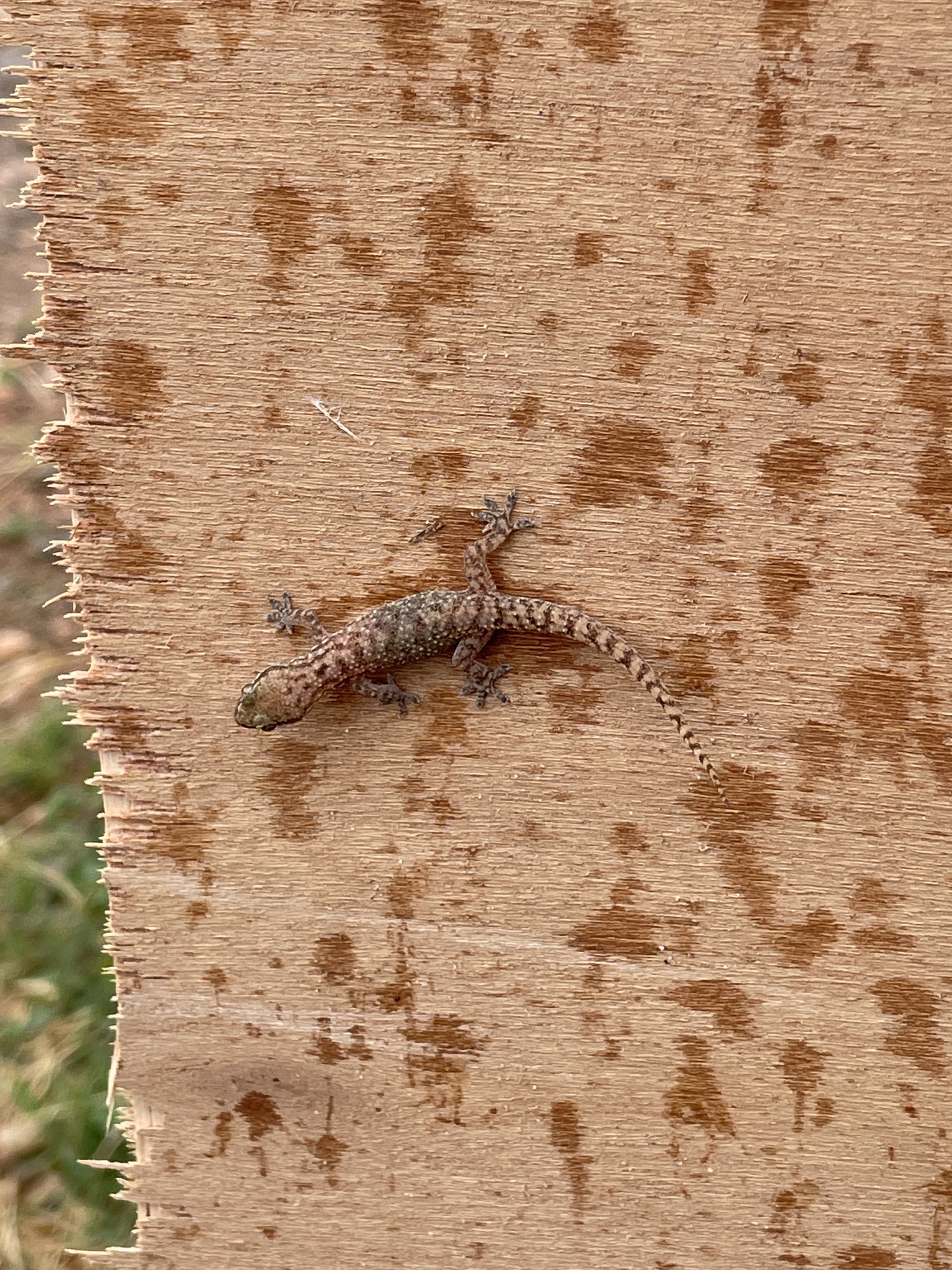 Speedy Leaf-Toed Gecko photo 2