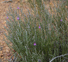 Hemigenia teretiuscula