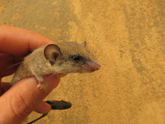 Graphiurus