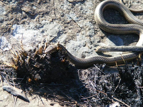 Photo of a Montane Grass Snake (Psammophis crucifer)
