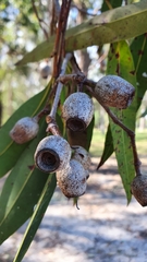 Corymbia ptychocarpa