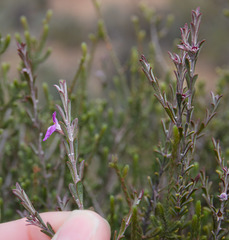 Hemigenia teretiuscula