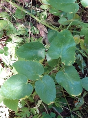 Laserpitium latifolium