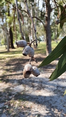 Corymbia ptychocarpa