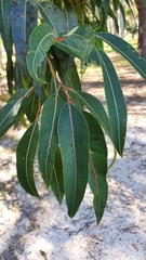 Corymbia ptychocarpa