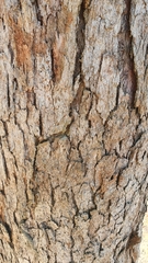 Corymbia ptychocarpa