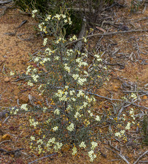 Phebalium filifolium