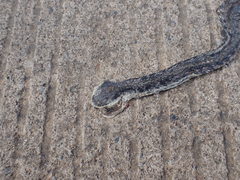Dendrelaphis