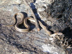 Psammophis crucifer
