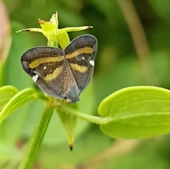 Ricania obliqua