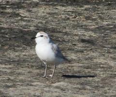 Charadrius marginatus marginatus