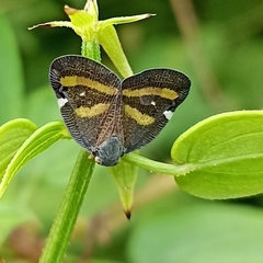 Ricania obliqua