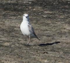 Charadrius marginatus marginatus