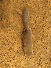 Graphiurus