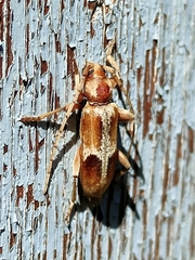 Trichoferus pallidus